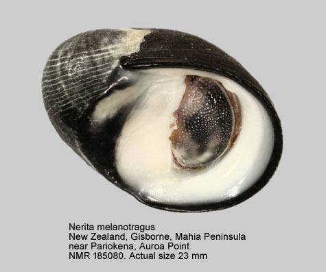 Nerita melanotragus (3).jpg - Nerita melanotragus E.A.Smith,1884